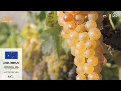 Imperdibili Vini Siciliani da Assaggiare Durante una Visita in Cantina